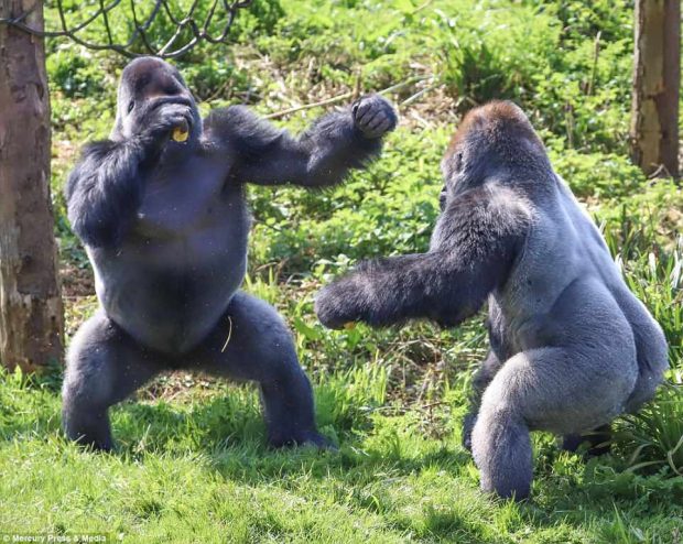 “Ndeshje boksi” midis gorillave (FOTO)