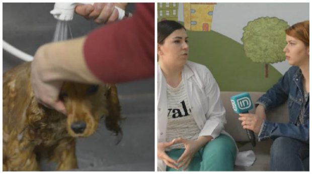 Këshillat e veterinerit për higjienën e qenushëve (VIDEO)