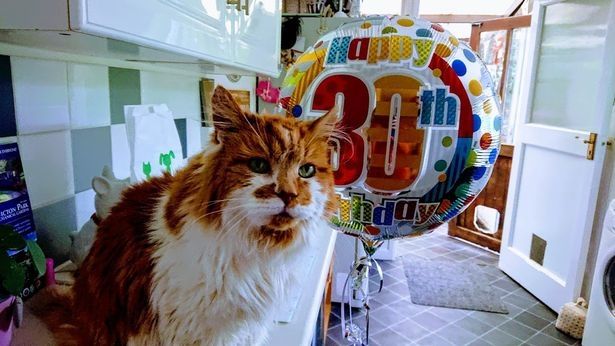 Maçoku më i vjetër në botë feston 30-vjetorin e lindjes (FOTO)