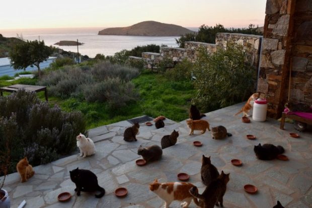Njoftimi i çuditshëm në Greqi/  Kërkohet një person që të përkëdhelë 55 mace (Foto)