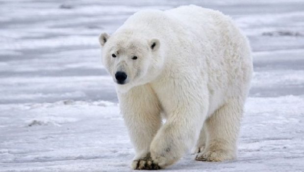Një gjuetar humbi jetën dhe 2 të tjerë u lënduan, u sulmuan nga një ari polar