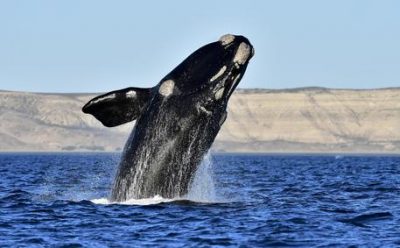 1600 balena zbulohen në brigjet e Gadishullit Valdés, numri më i madh që prej 1999