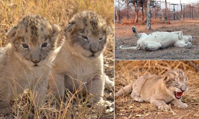 Lindin këlyshët e parë të luanëve nga mbarsja artificiale