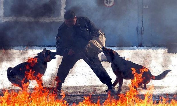 STËRVITJA E EGËR E FORCAVE SPECIALE RUSE/ Luftë me qen të tërbuar (FOTO)
