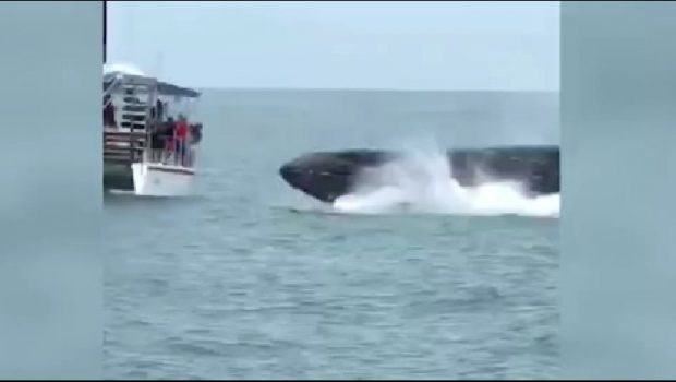 FRIKËSOHEN TURISTËT/ Balena gjigande u kërcen para varkës (VIDEO)