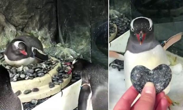 E ÇUDITSHME POR E VËRTETË/ Njihuni me pinguinët homoseksualë (VIDEO)