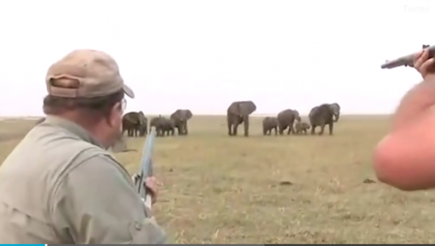 “E QËLLOVE NË SY”/ Kjo video tregon momentin kur gjuetarët vrasin një elefant gjigand