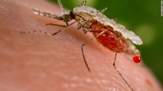 VETËM DUKE NUHATUR NË RROBA/ Qentë janë të aftë të diagnostikojnë malarien