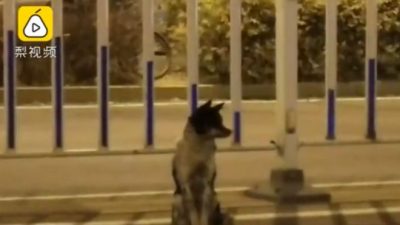 E DHIMBSHME/ Qeni besnik pret pronarin në rrugë prej 80 ditësh, por ai ka vdekur (VIDEO)