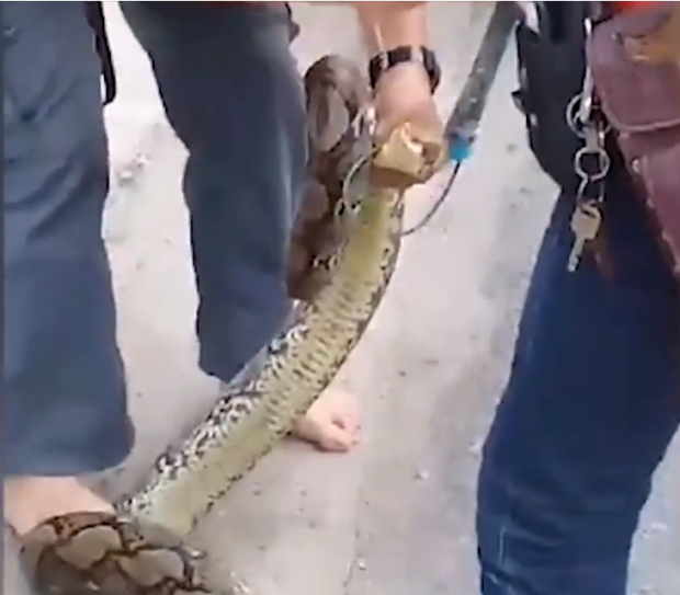 E PABESUESHME/ Zbulon një gjarpër 2 metra të gjatë brenda murit të shtëpisë (VIDEO)