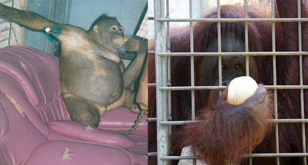 E TMERRSHME/ Orangutangu përdoret si skllave seksuale për vite, pagesat për seks me të