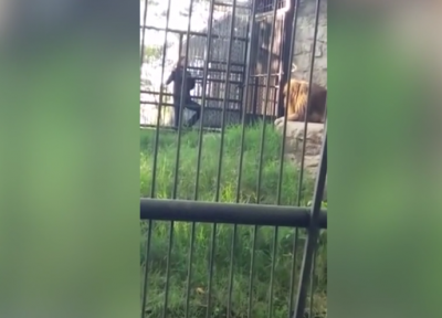 PAMJE TRONDITËSE/ Burri i dehur tenton të prekë luanin, ai i kafshon dorën (VIDEO)