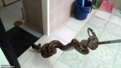 NUK I NDAHEN GJARPËRINJTË/ 45-vjeçari kafshohet nga pitoni në tualet (VIDEO)