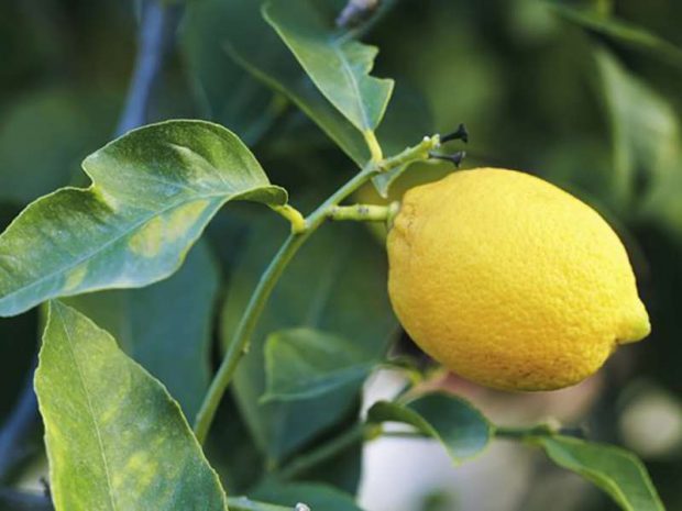 Gjethet e limonit/ Zgjidhja natyrale për problemet me fytin, migrenën dhe astmën