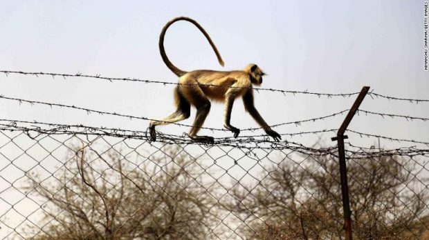 E RRALLË/ Majmuni vret foshnjen 12-ditëshe në Indi