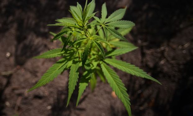 “MUND TË JETË NDIHMË EKONOMIKE”/ Edhe një tjetër shtet drejt legalizimit të marijuanës