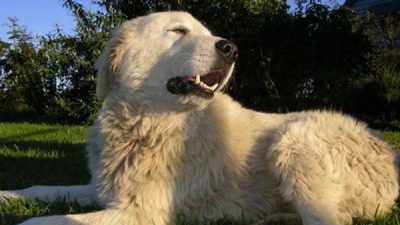 E TRISHTË/ Qeni ngordh disa orë pas vdekjes së pronares së tij