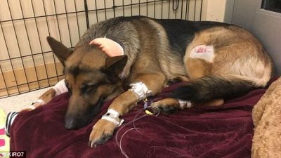 E TMERRSHME/ Veterineri u shkakton dhimbje të tmerrshme dhe ngordhje 200 qenve