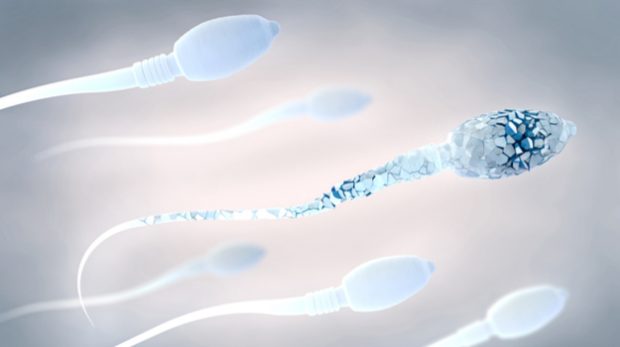 MESHKUJT E VENDOSIN PA E DITUR/ Ky është produkti që ua dëmton spermën