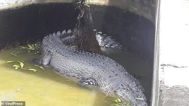 U HODH NË MUR DHE E TËRHOQI ZVARRË/ Krokodili ha të gjallë shkencëtaren (FOTO)