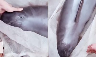 E TRISHTË/ Delfini shitet për mish në Kinë, banorët e filmojnë duke qarë (VIDEO)