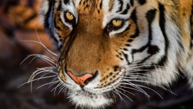 SHKOI TË TYMOSTE KANABIS/ Tronditet kur sheh tigrin para syve