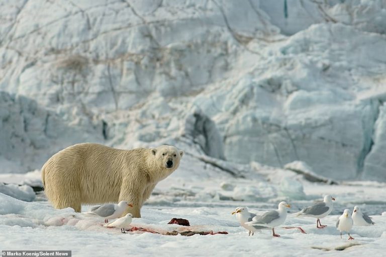 “ËSHTË E IMJA”/ Ariu polar tall pulëbardhën, i nxjerr gjuhën dhe… (FOTO ...