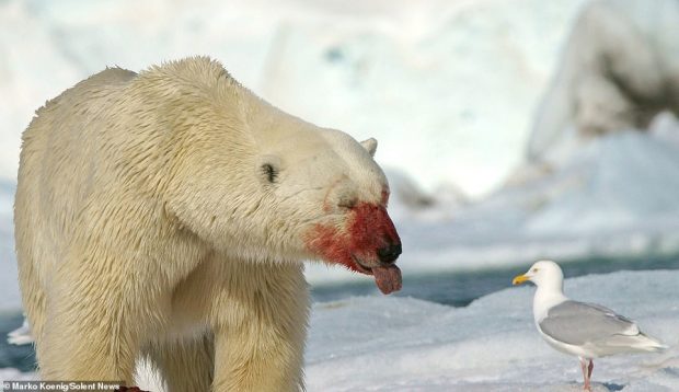 “ËSHTË E IMJA”/ Ariu polar tall pulëbardhën, i nxjerr gjuhën dhe… (FOTO)