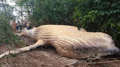 E PAZAKONTË/ Një balenë rreth 8 metra gjendet në një pyll në Brazil