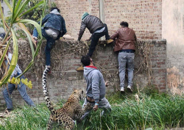 SULMOI 6 NJERËZ/ Leopardi shkakton kaos në qytet (VIDEO)