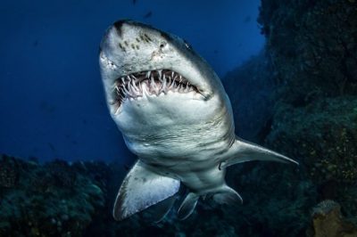 SHKENCËTARËT GJEJNË ÇELËSIN E KANCERIT/ Sekreti fshihet tek peshkaqeni i bardhë