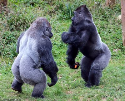 “MOS U BËJ KOPRAC”/ Kur gorilla i “lutet” gorillës për një… karrotë