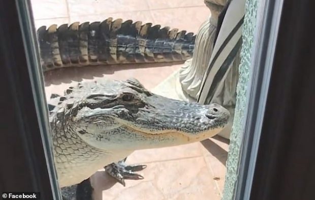 GRUAJA NË SHTËPI FRIKËSOHET PËR VDEKJE/ I “trokiti” aligatori rreth 2 metra në derë (VIDEO)