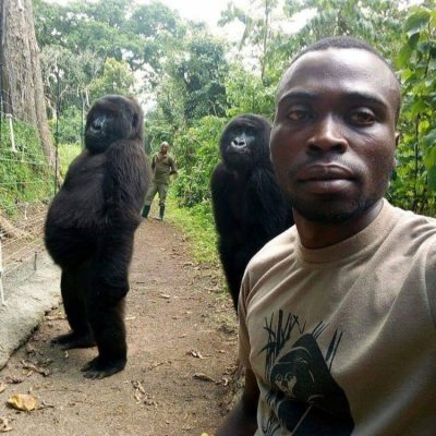 JO VETËM NJERËZIT/ Leksione nga gorillat, ja si të bësh një selfie (FOTO)