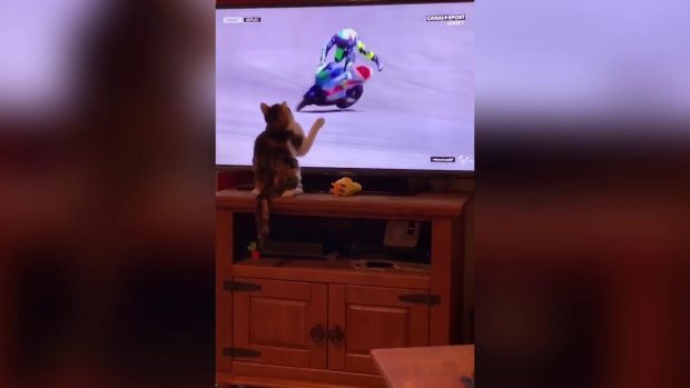 VIDEO VIRALE/ Macja prek ekranin, piloti i MotoGP rrëzohet në pistë