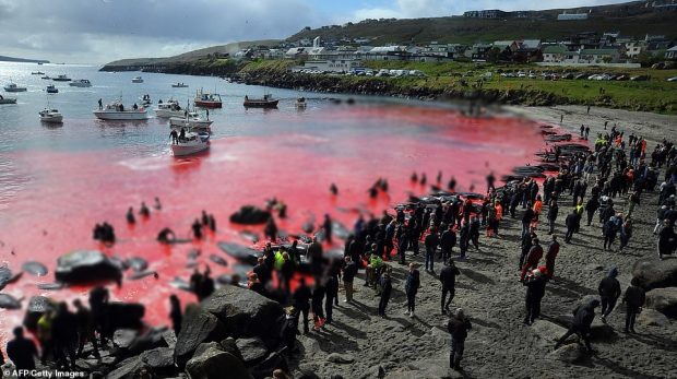 DETI KTHEHET I KUQ/ Banorët e ishullit vrasin 200 balena dhe 40 delfinë për mish (FOTO)