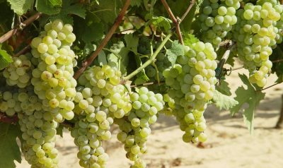 RRUSHI MBRON ORGANIZMIN NGA KANCERI/ Njihuni me dobitë e pabesueshme që rrushi ofron për trupin e njeriut