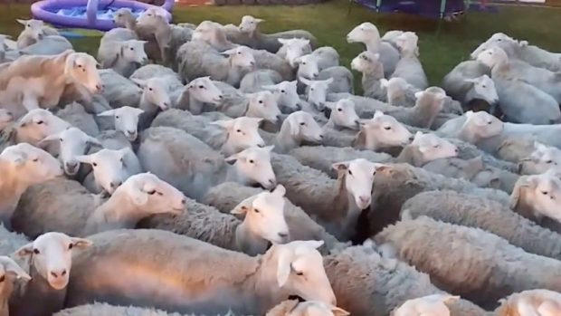 TMERROHEN FAMILJARËT/ Qindra dele u pushtojnë oborrin e shtëpisë ((VIDEO)
