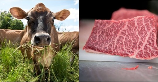 POPULLSIA BOTËRORE DO ARRIJË 9 MILIARDË/ Studiuesit drejt zëvendësimit të mishit të kafshëve me mish artificial