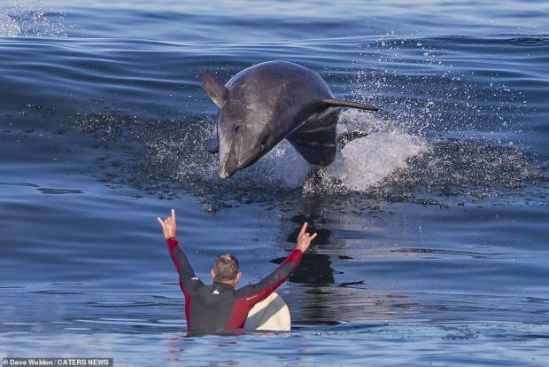 PAMJE TË MREKULLUESHME/ Sërfisti surprizohet nga delfinët