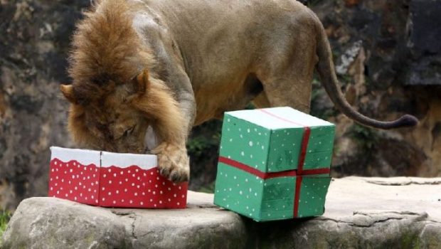 MOMENTET ARGËTUESE/ Kafshët marrin dhurata për Krishtlindje (FOTO)