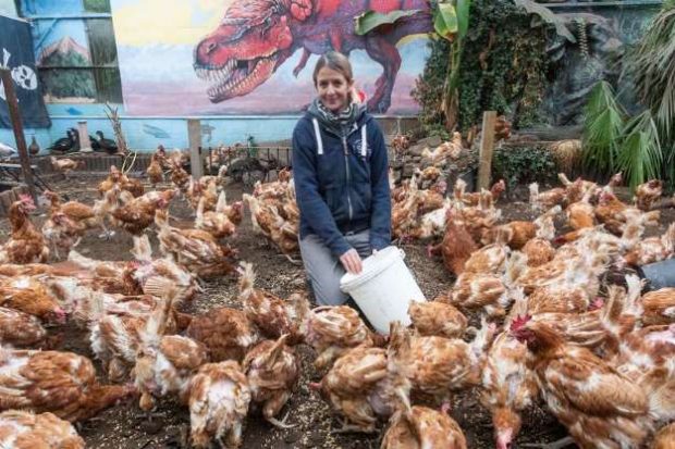 FRYMËZUESE! Gruaja mbledh 2.400 paund për të shpëtuar nga thertorja 4.000… pula