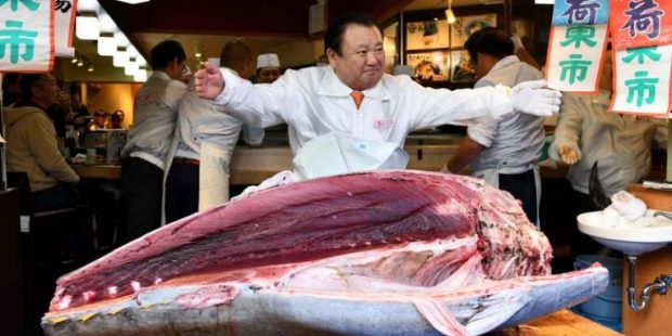 ANKANDI NË TOKIO/ Ja sa kushtoi peshku ton gjigant prej 276 kg