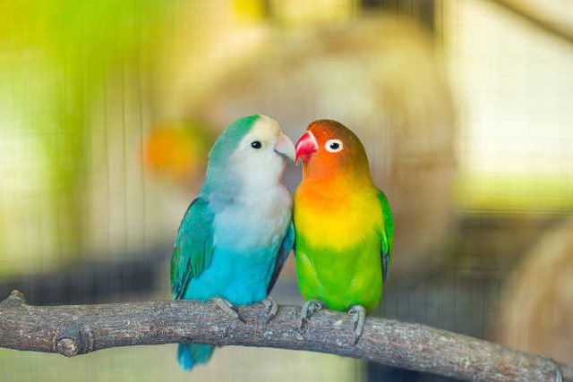 NJËSOJ SI NJERËZIT/ Edhe zogjtë ‘divorcohen’ për shkak të tradhtisë ose lidhjes në distancë